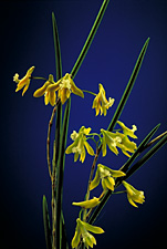 Dendrobium mortii.