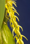 Bulbophyllum cf. rufinum.